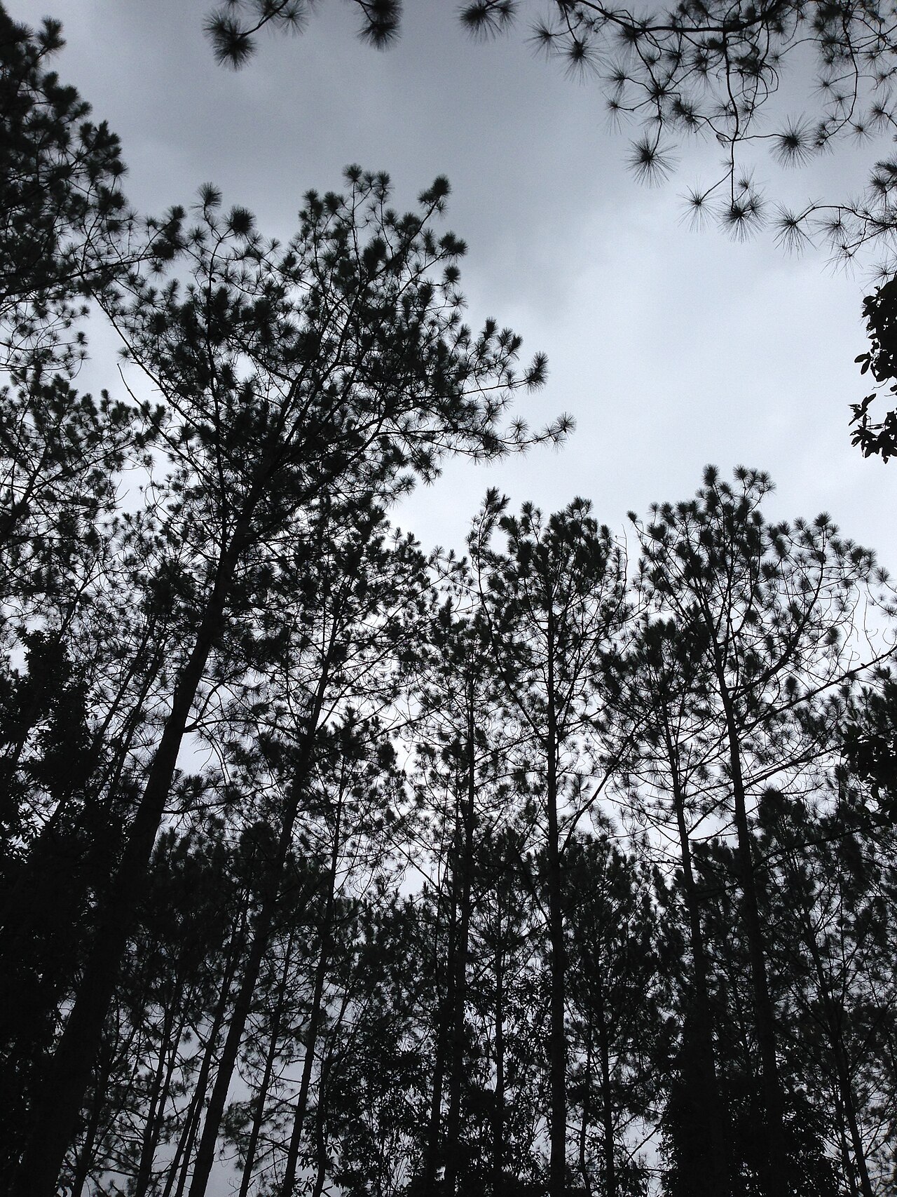 ป่าสนในอุทยานแห่งชาติน้ำหนาว
