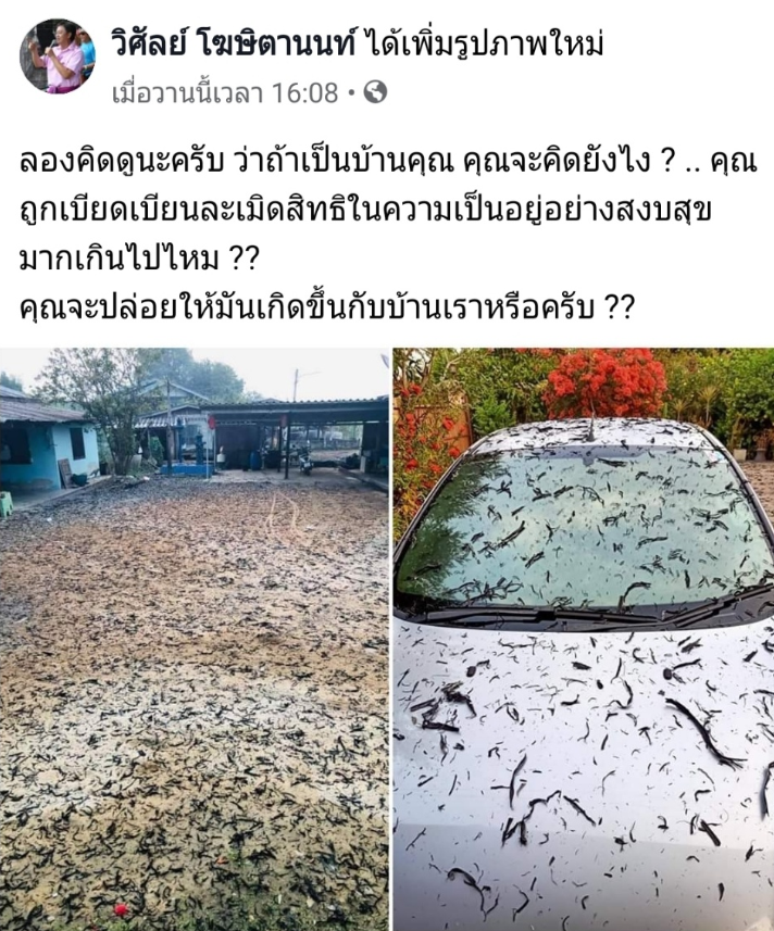 หิมะดำ เพชรบูรณ์