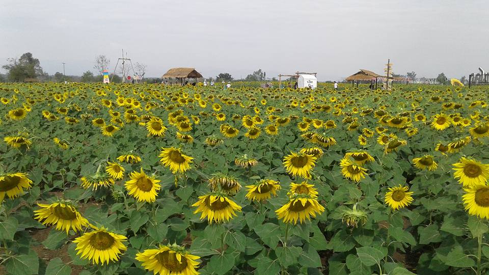 บรรยากาศทุ่งทานตะวันบ้านโคก