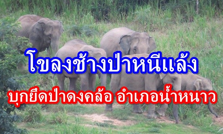 โขลงช้างป่า บุกยึดป่าดงคล้อ อำเภอน้ำหนาว
