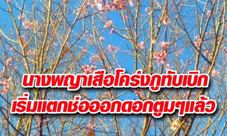 นางพญาเสือโคร่งภูทับเบิก เริ่มแตกช่อออกดอกตูมๆแล้ว