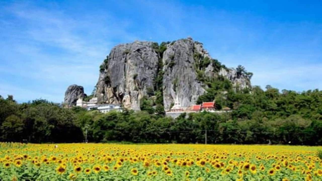 บรรยากาศทุ่งทานตะวันบึงสามพัน