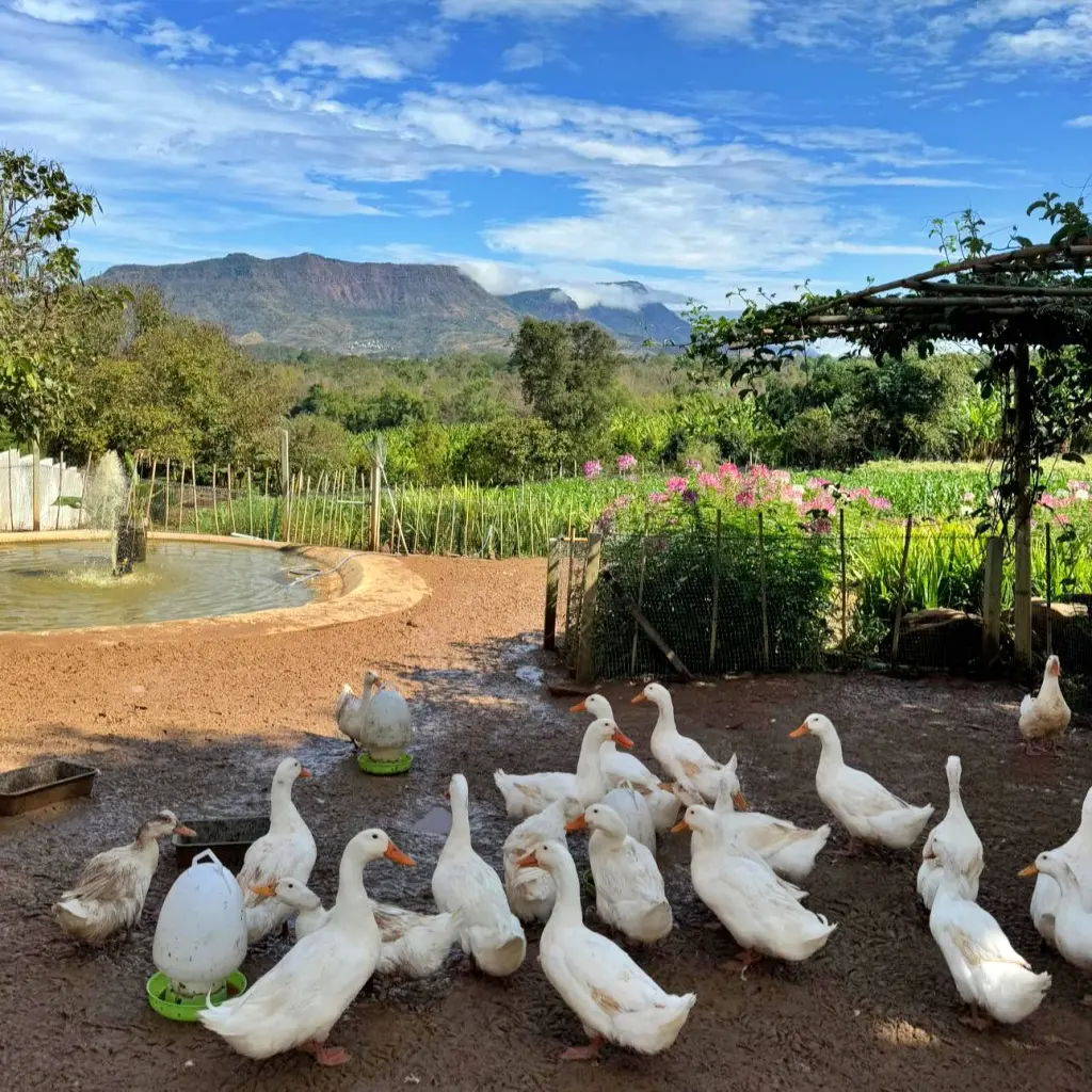 Cornily Corn Farm — มุม 5