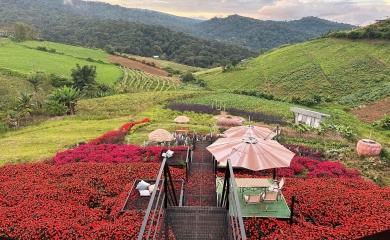 กาแฟในสวน @ภูทับเบิก — มุม 2
