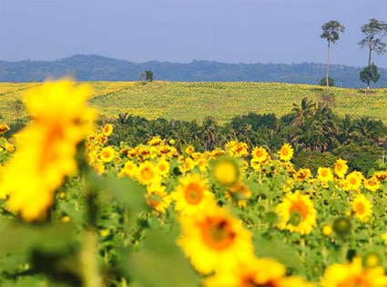 ดอกทานตะวันบึงสามพัน