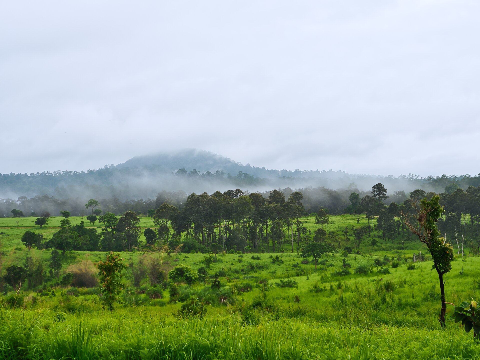 ทุ่งหญ้าและสายหมอกในอุทยานแห่งชาติทุ่งแสลงหลวง